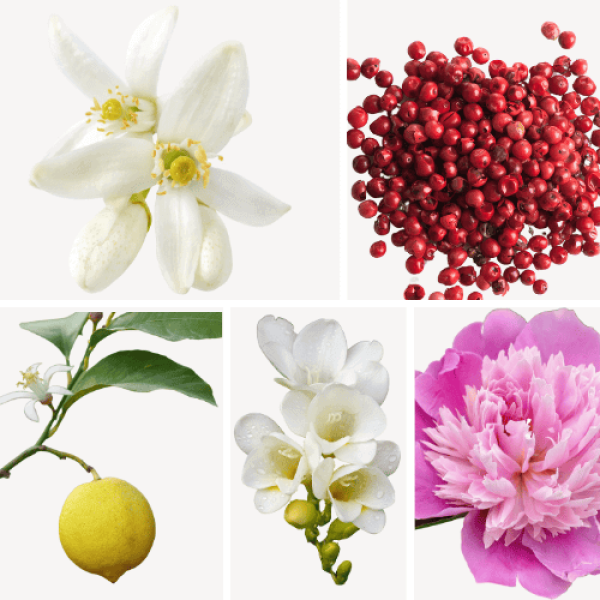 Duftnoten: Jasmin, Zitronenbaum, rosa Pfeffer, Freesie, Pfingsrose